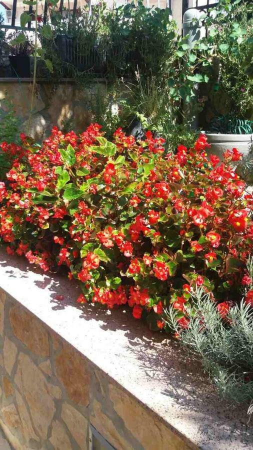 Apartmani Juric Vrsar Dış mekan fotoğraf
